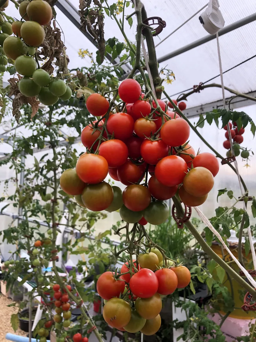 Carmello Tomatoes