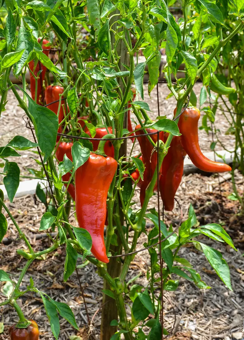 Carmen Peppers