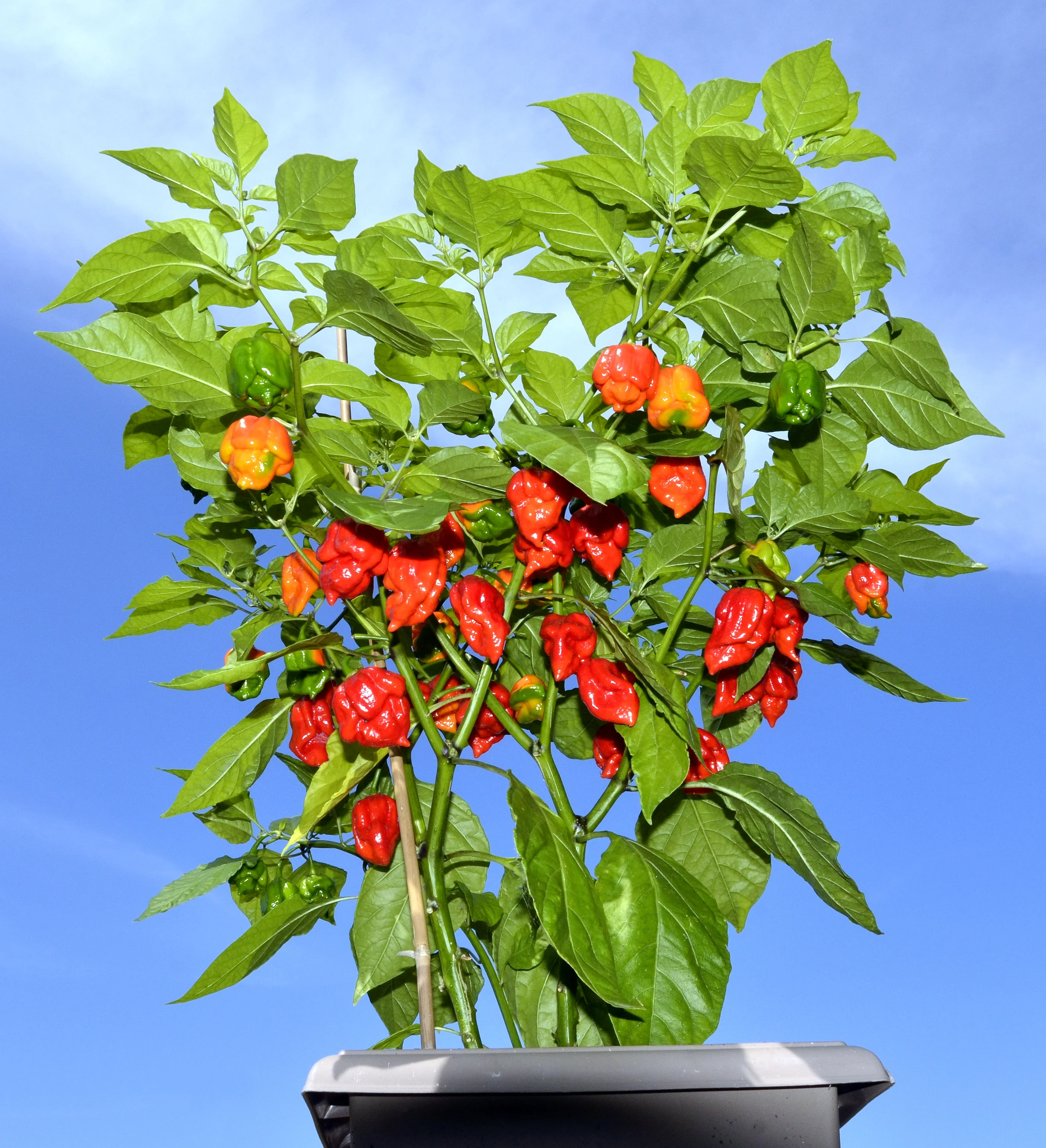 Carolina Reaper peppers
