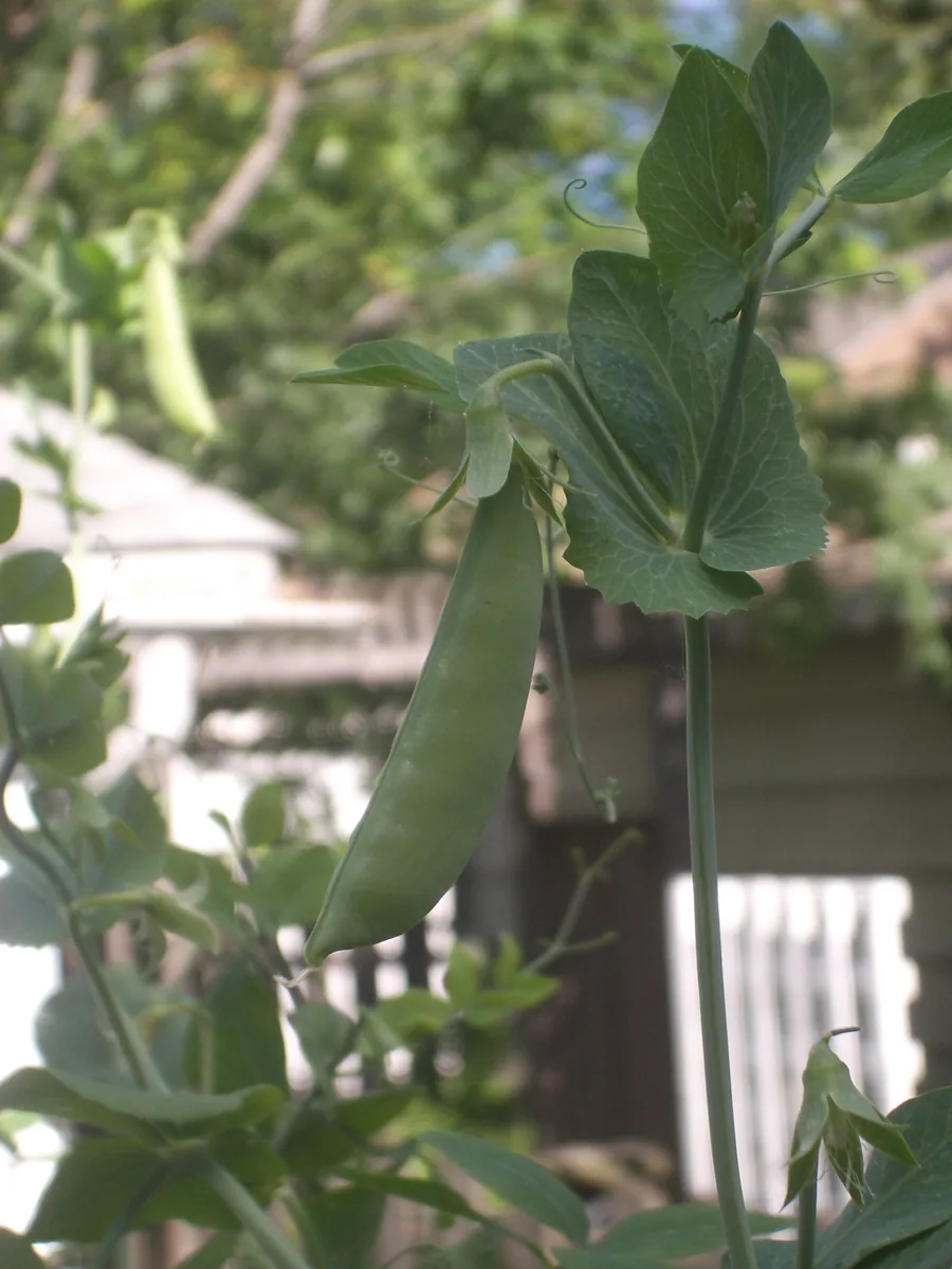 Cascadia Sugar Snap Pea