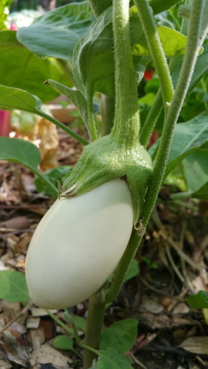 Casper Eggplant