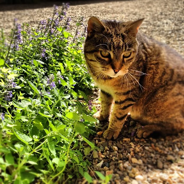 Catnip Herb