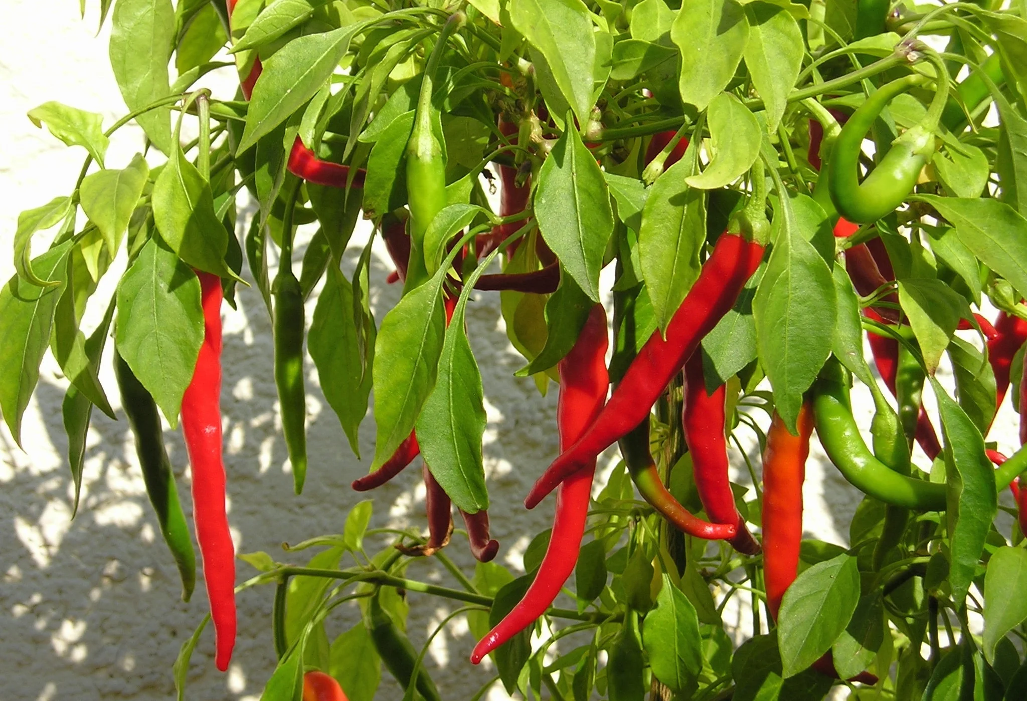 Cayenne Peppers