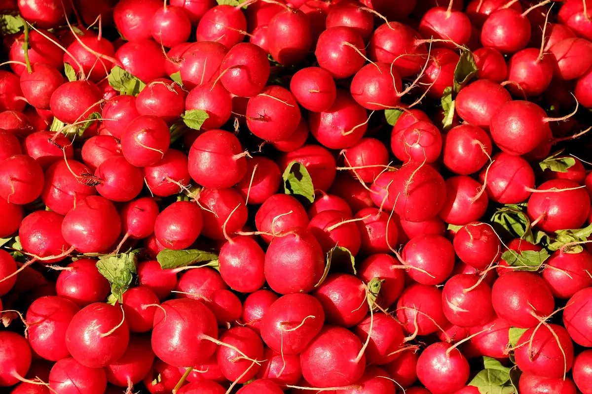 Champion Radishes
