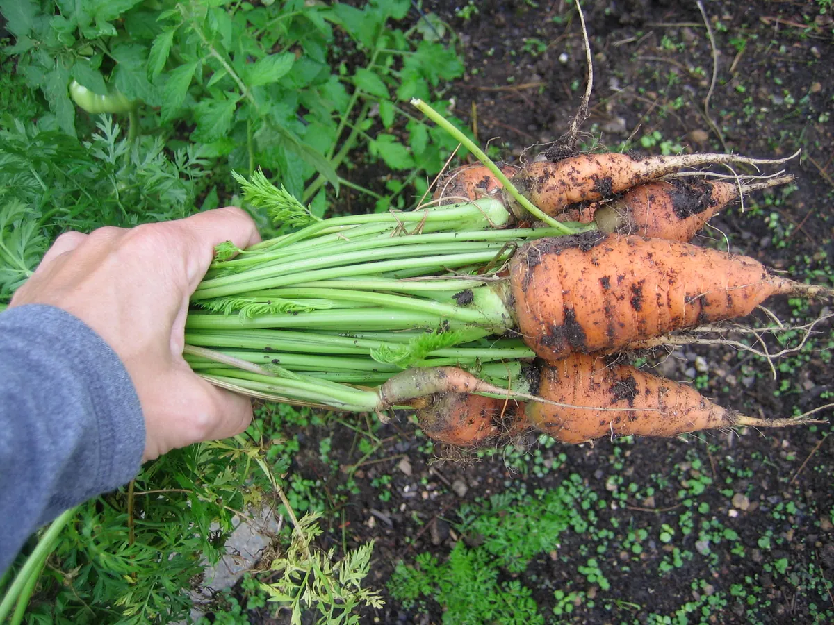 Chantenay Carrots