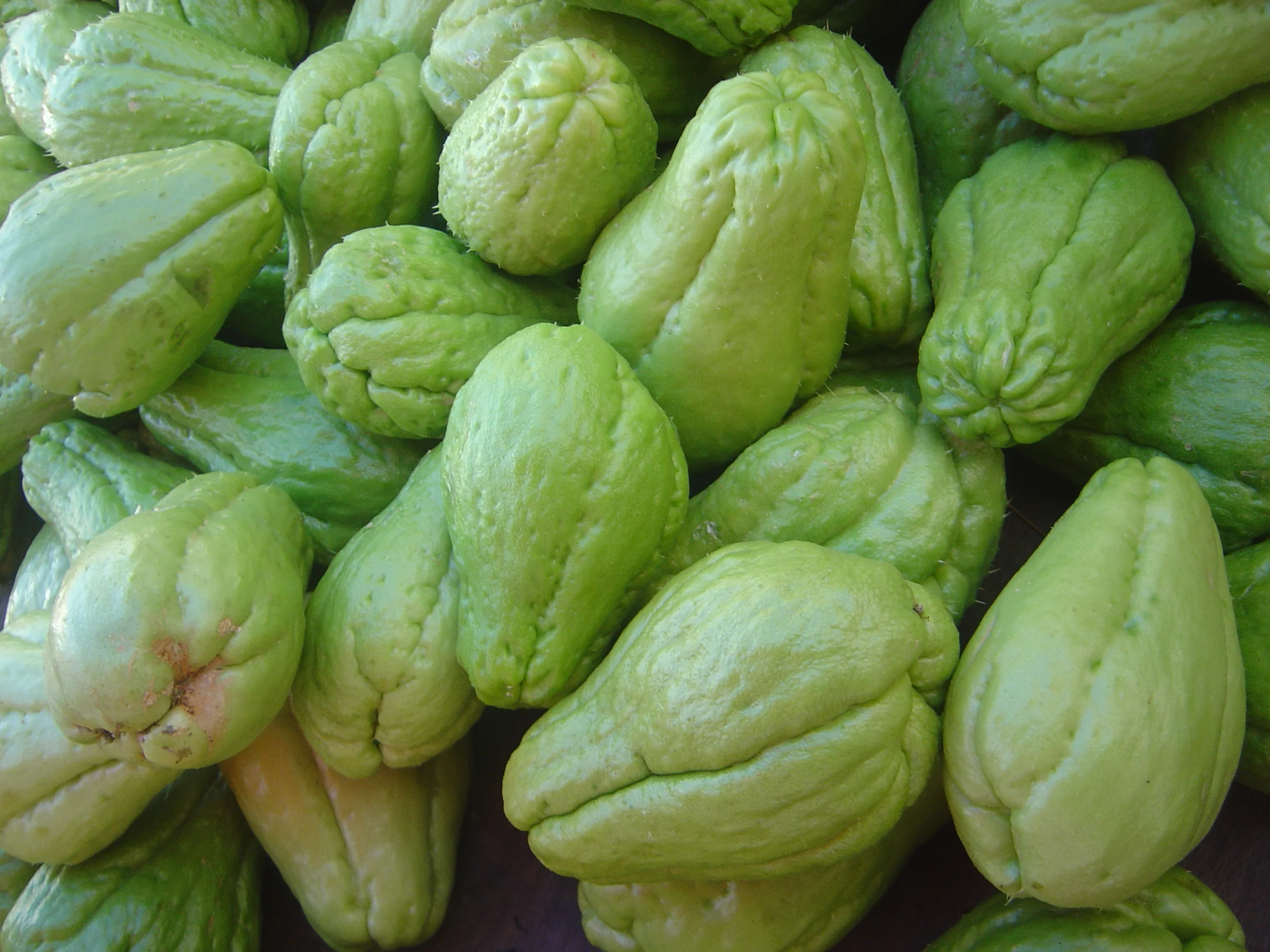 Chayote squash