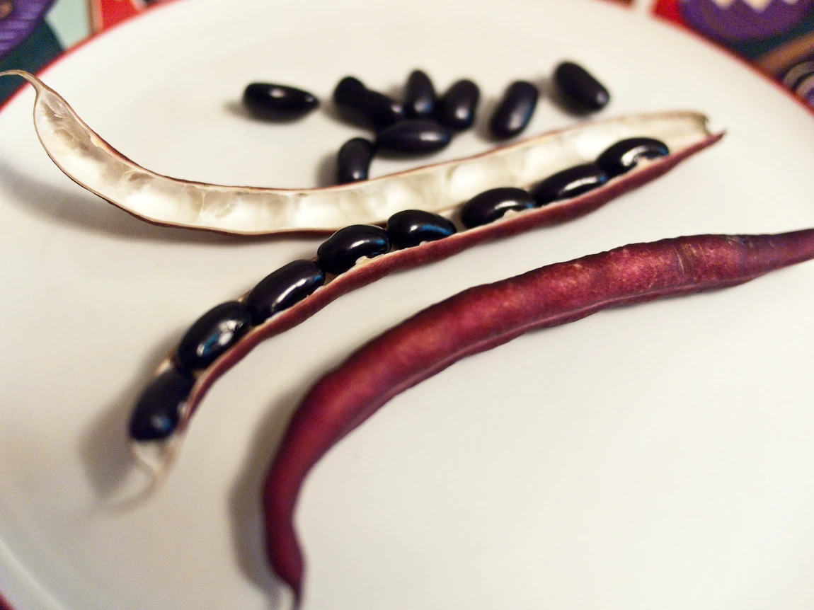 Cherokee Trail of Tears Bean
