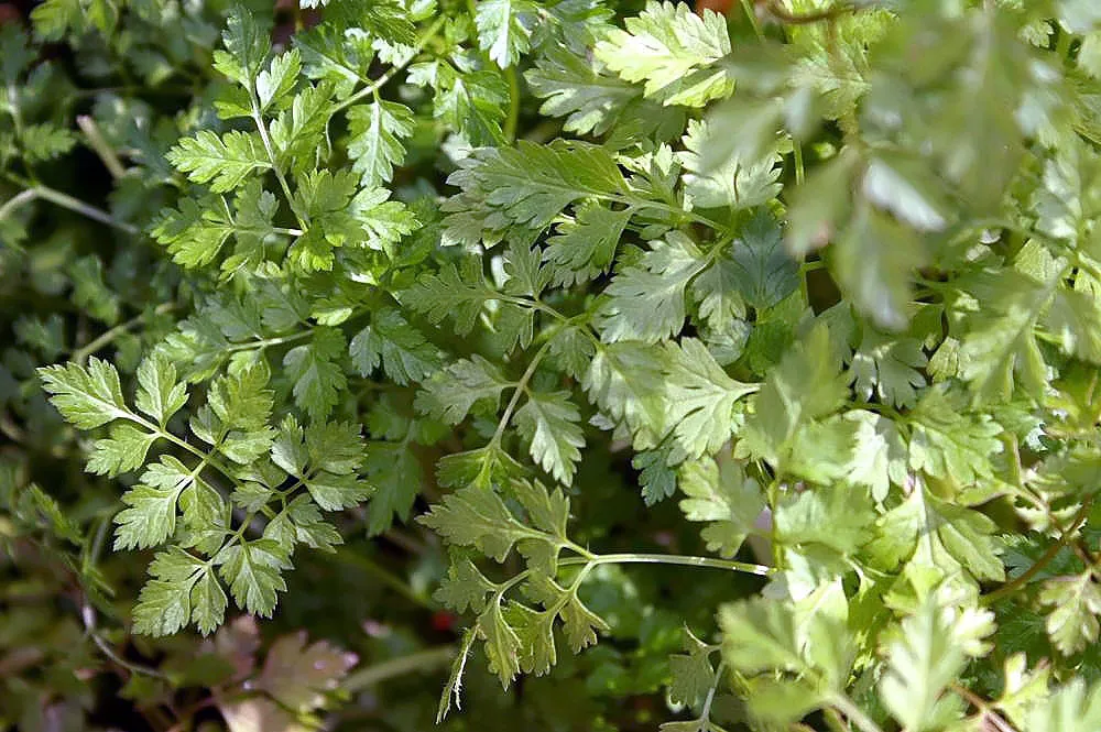 Chervil