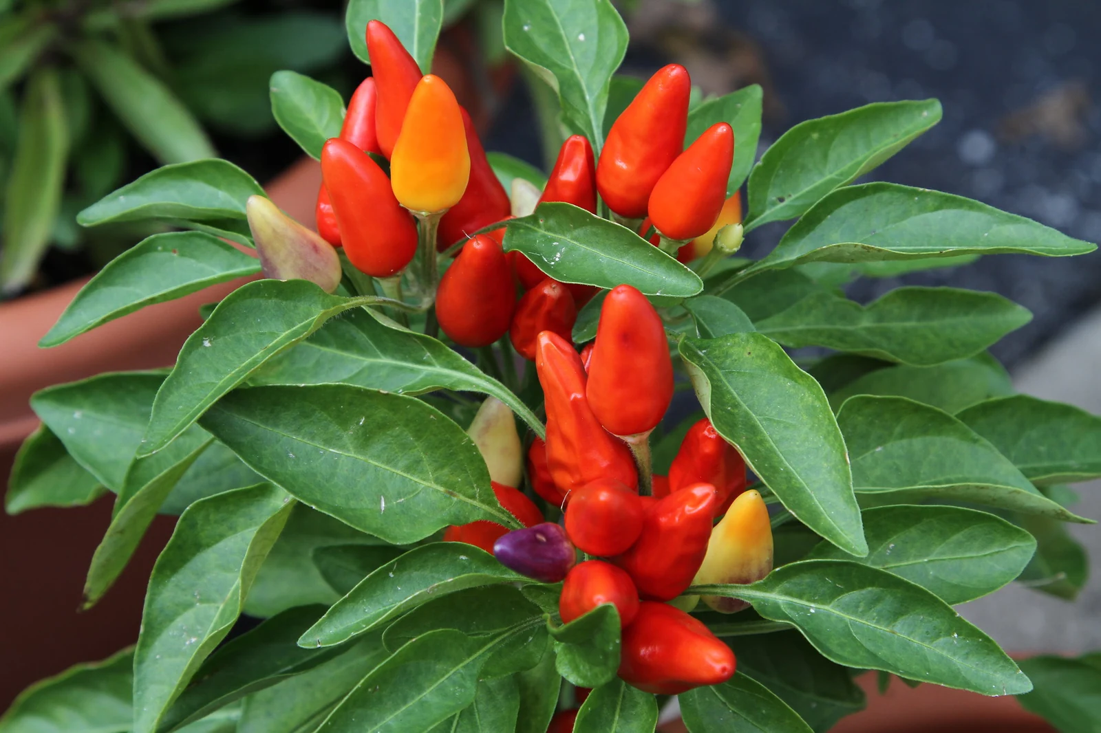 Chinese 5-Color Peppers