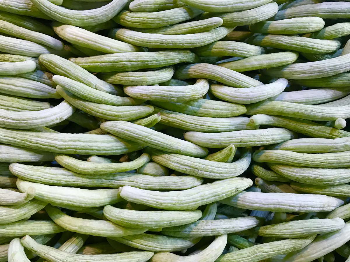 Chinese Snake Cucumber