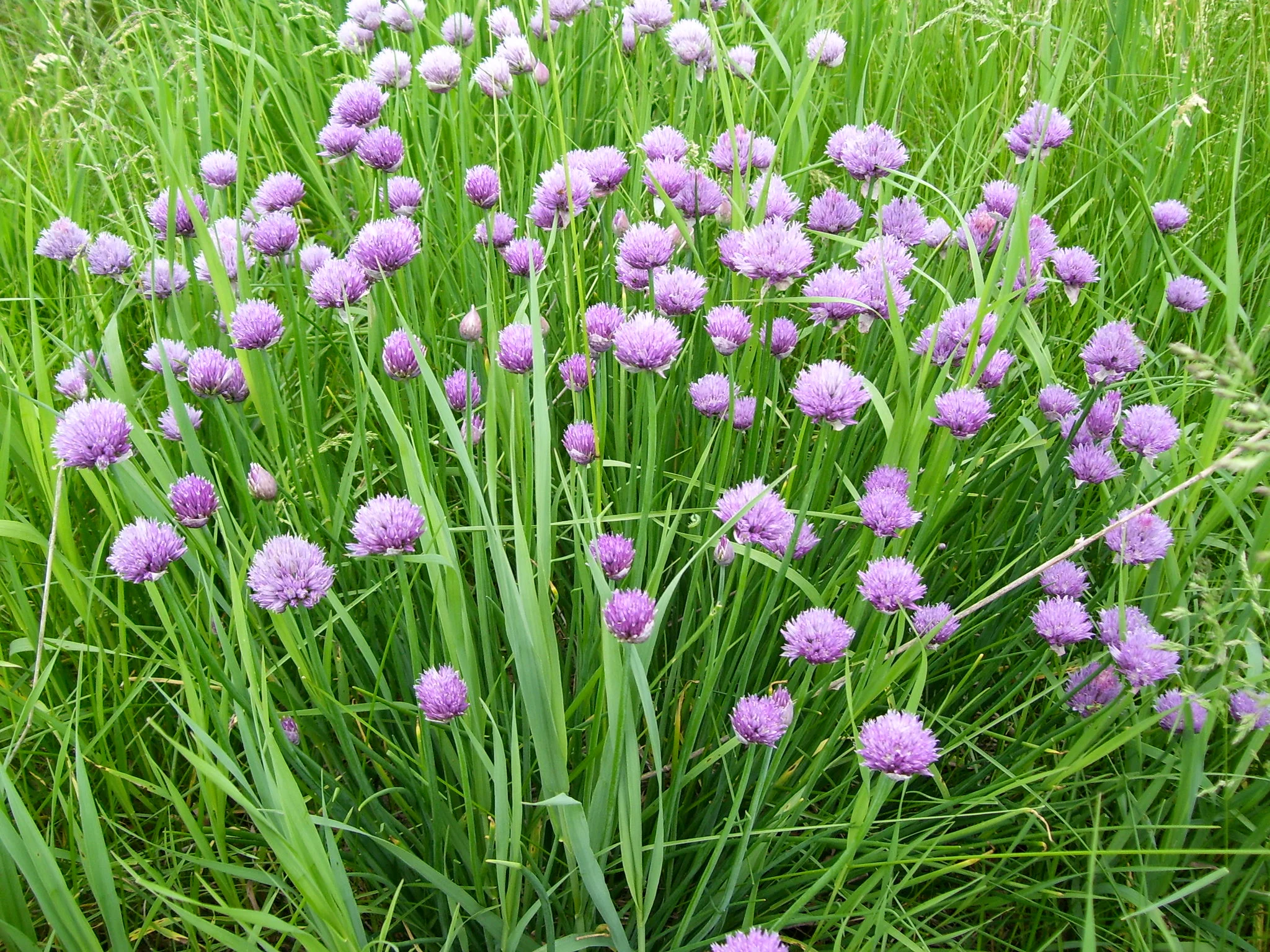 Chives