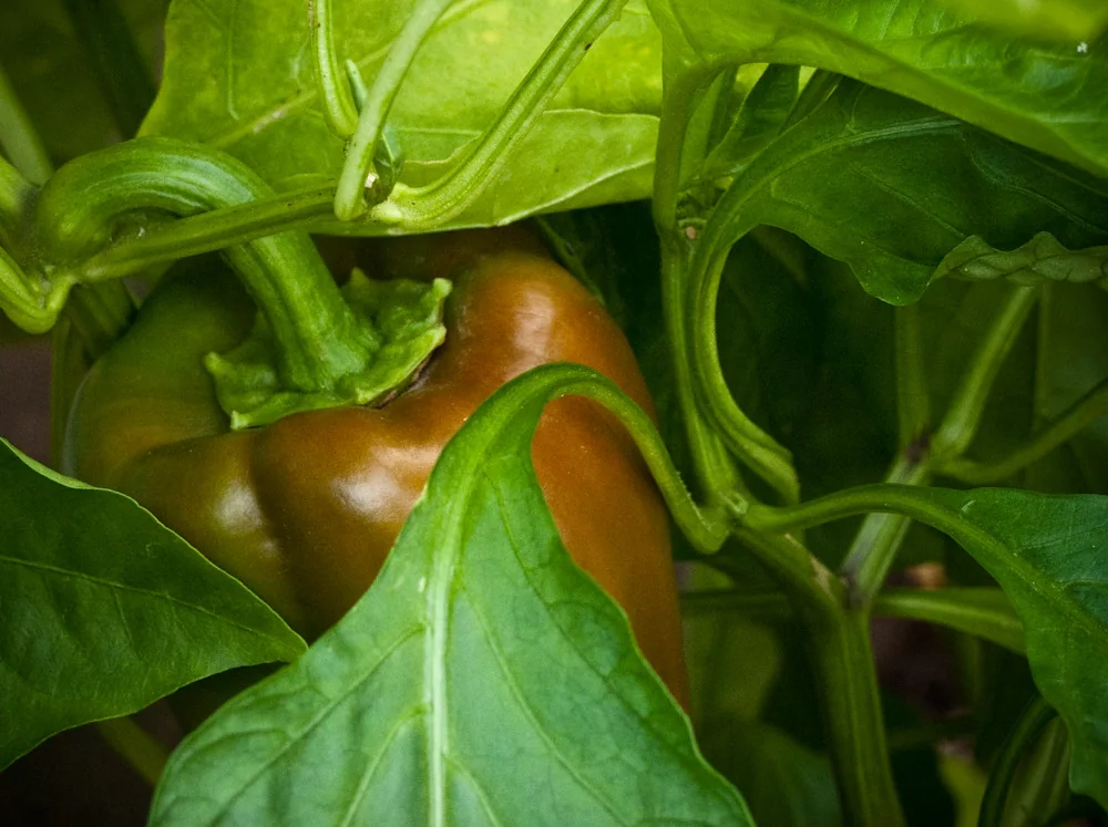 Chocolate Bell Sweet Peppers