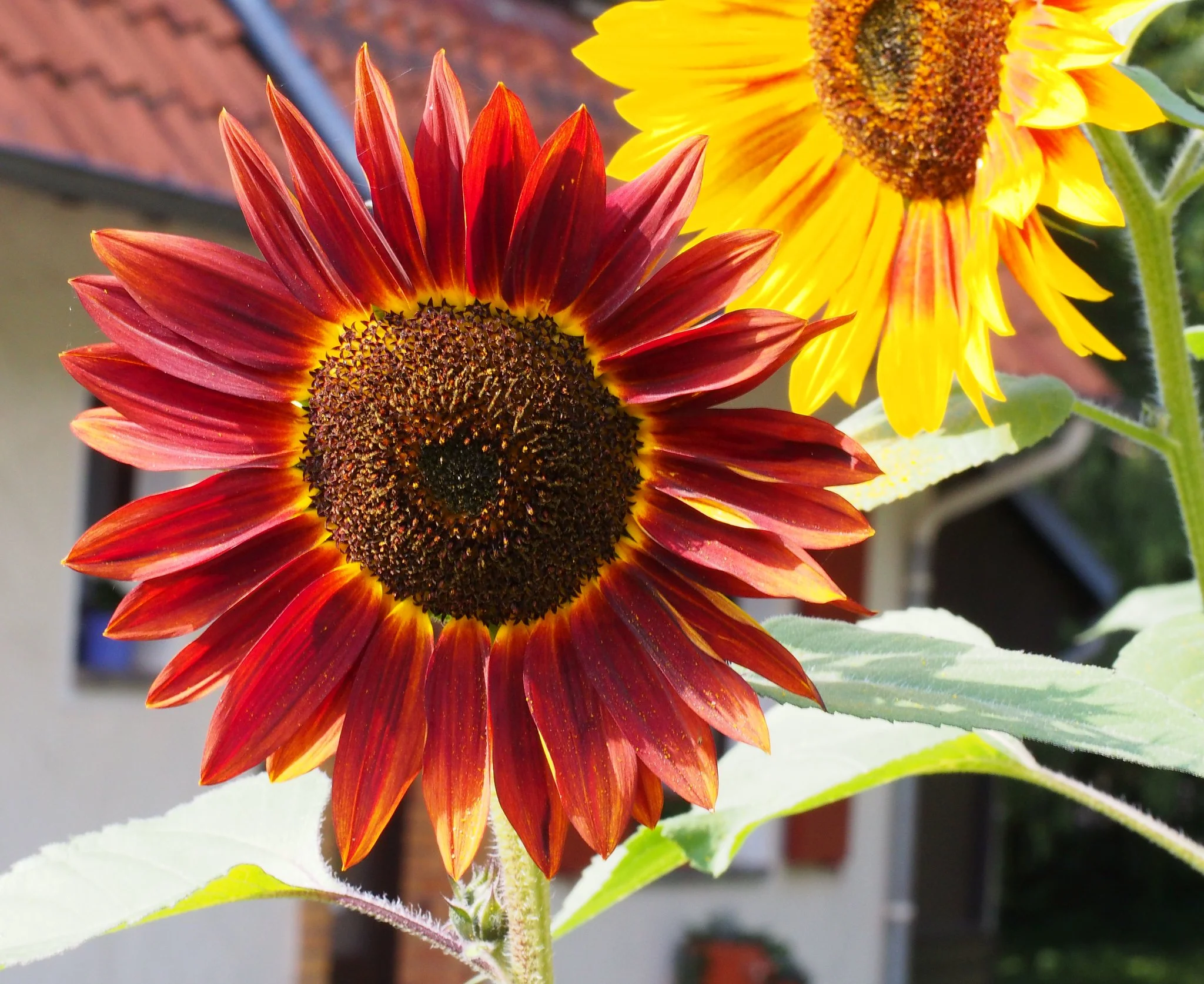 Chocolate Cherry Sunflowers