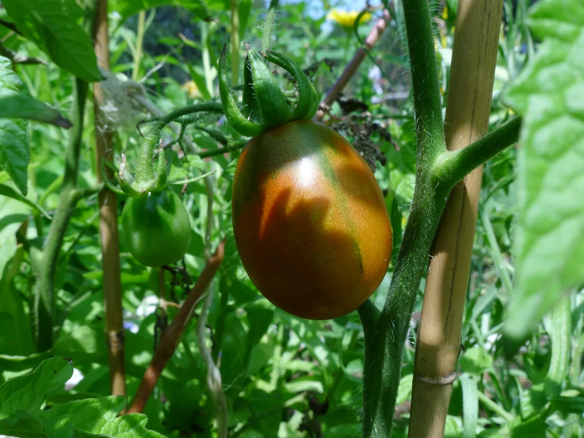 Chocolate Cherry Tomatoes