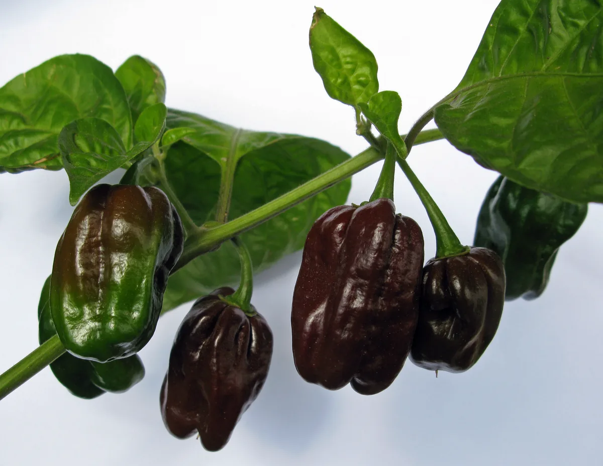 Chocolate Habanero Hot Peppers