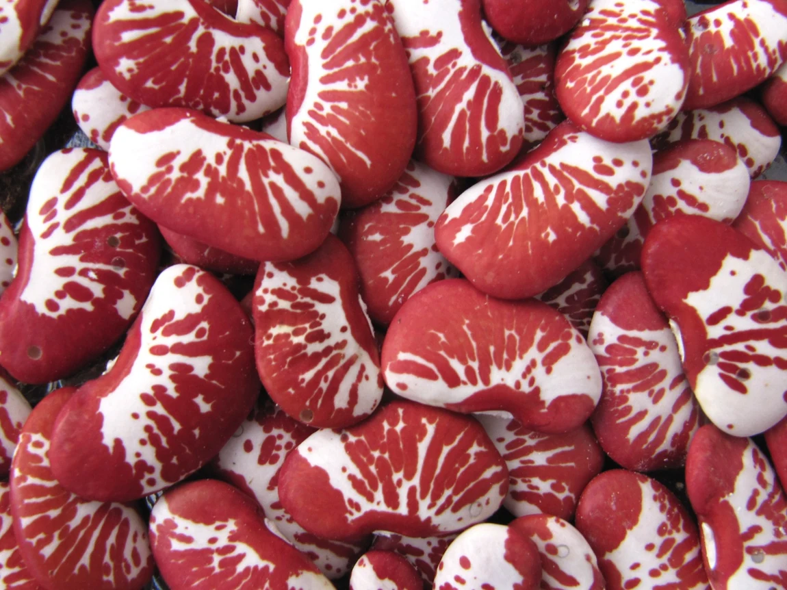 Christmas Lima Bean
