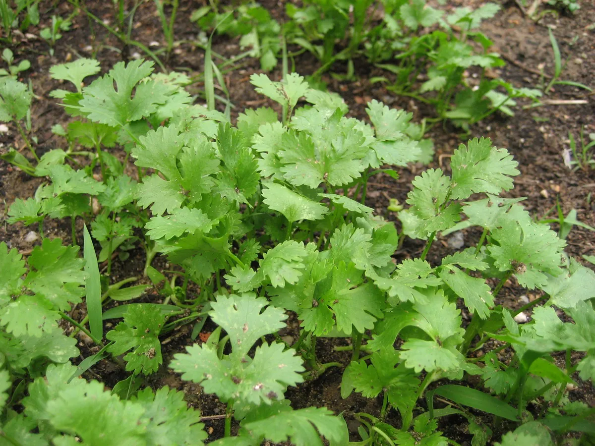 Slow-Bolt (Slo-Bolt) Cilantro/Coriander