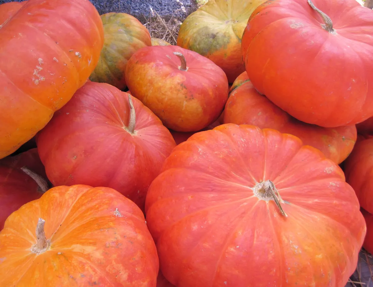 Cinderella Pumpkin