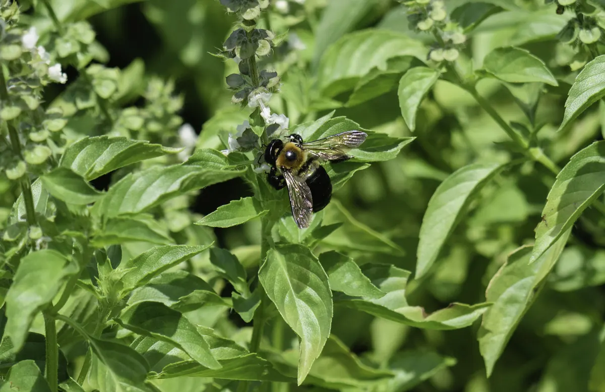 Cinnamon Basil