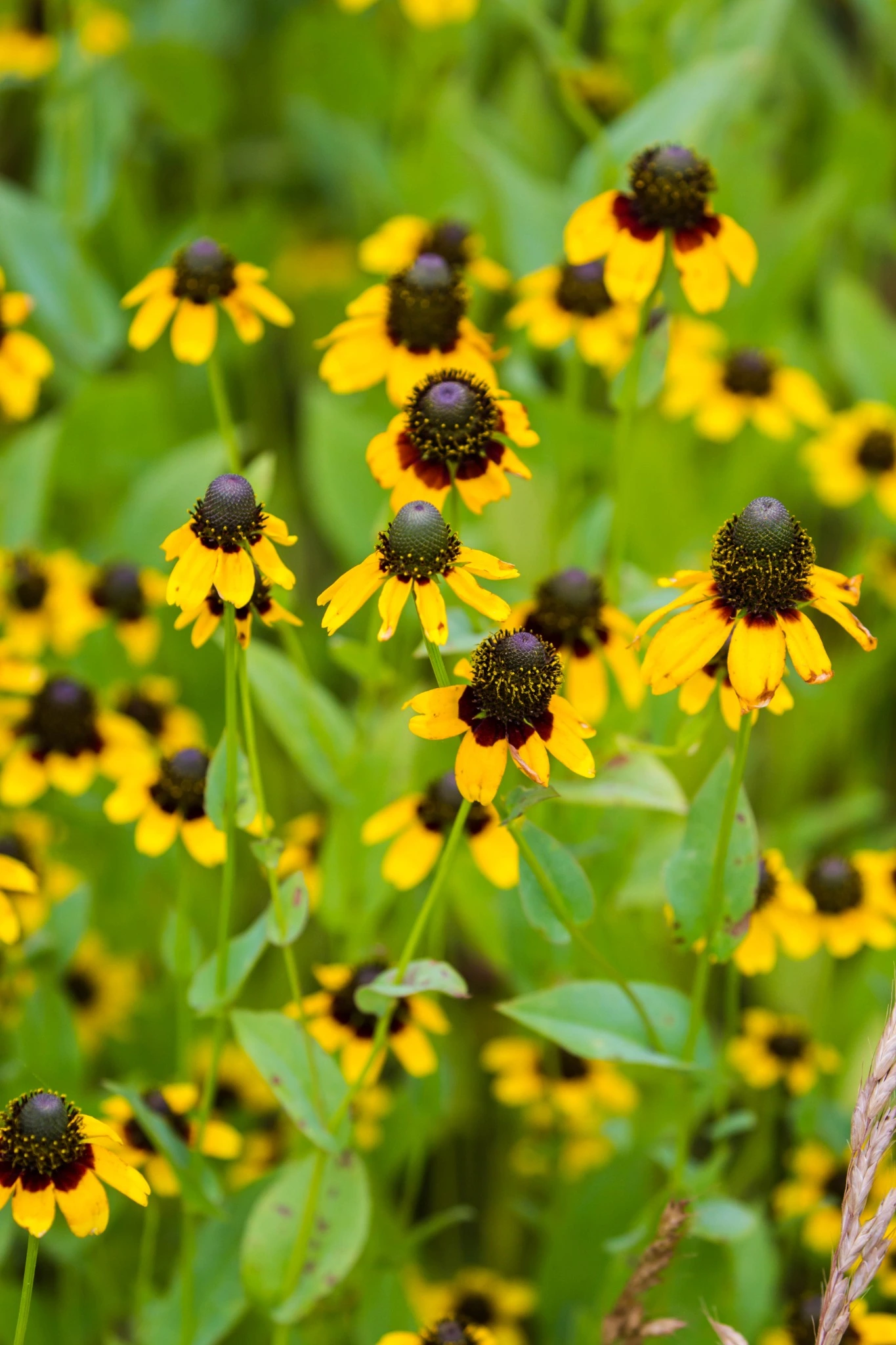 Clasping Coneflower