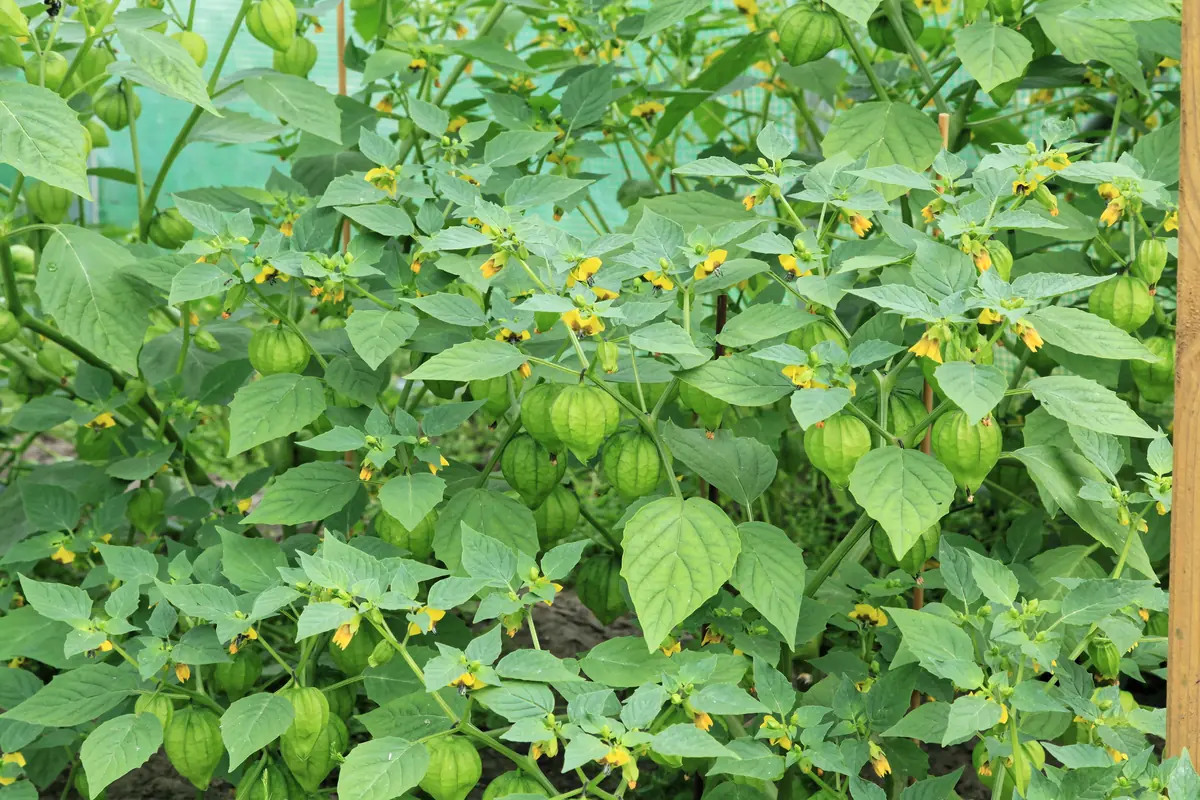 Classic Tomatillos