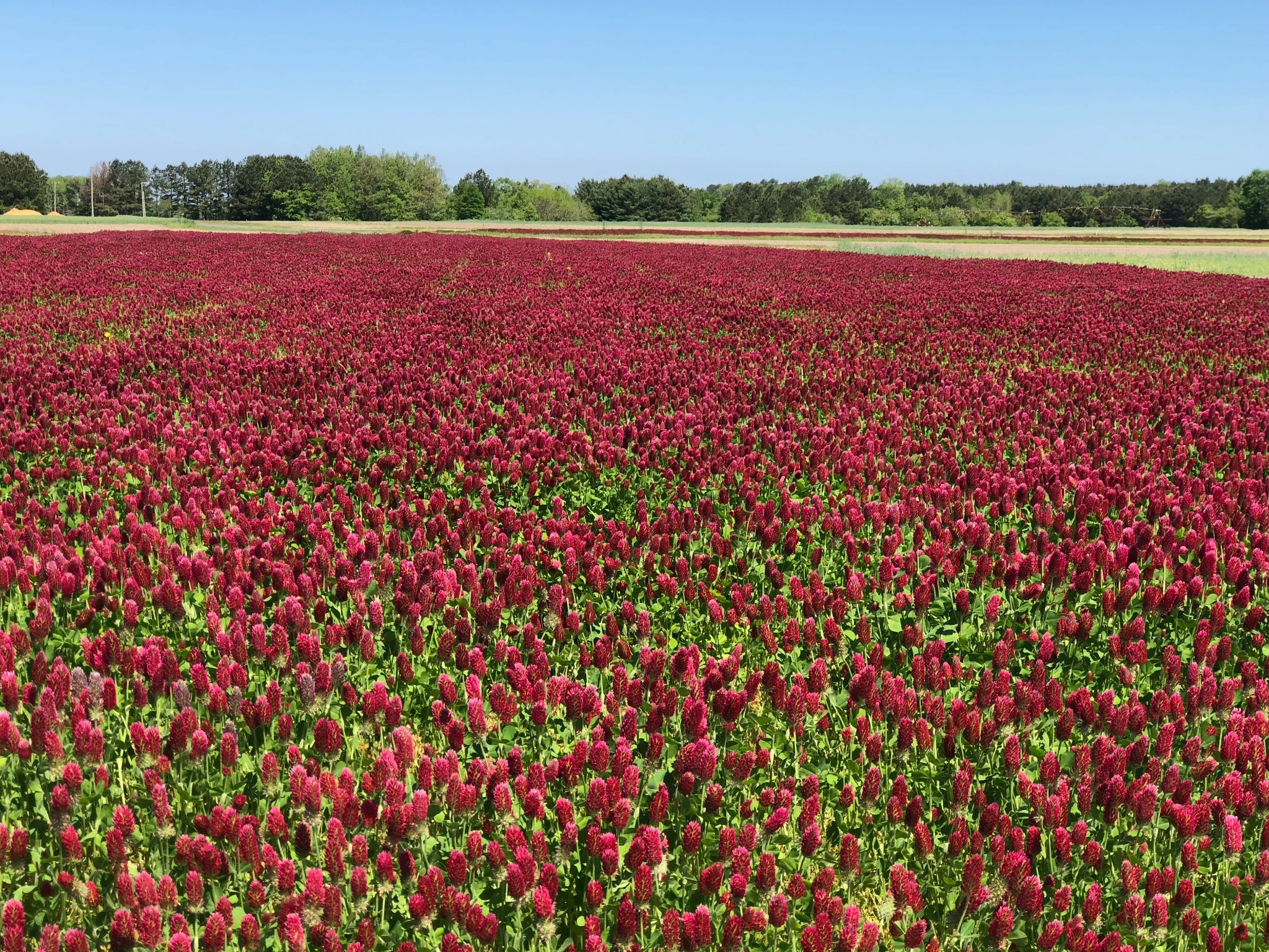 Medium Red Clover Cover Crop