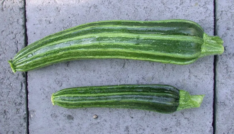 Cocozelle Summer Squash