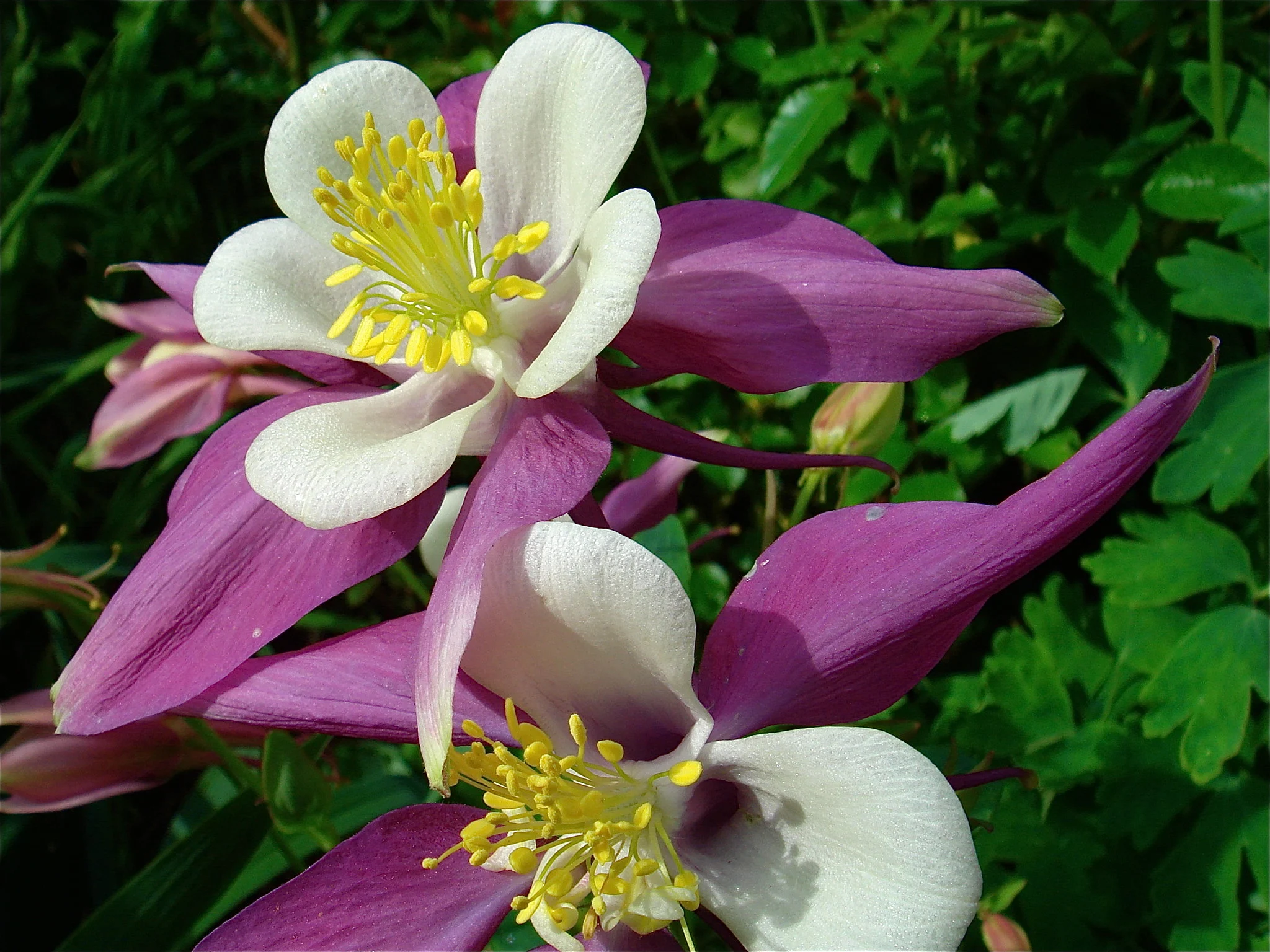 McKana Giants Mix Columbine Flowers