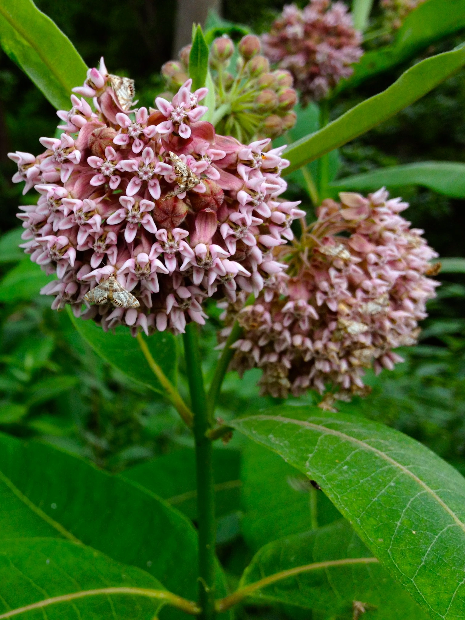 Common Milkweed Flowers