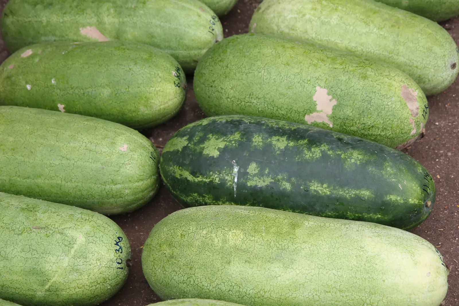 Congo Watermelon