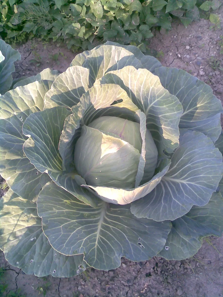 Copenhagen Cabbage