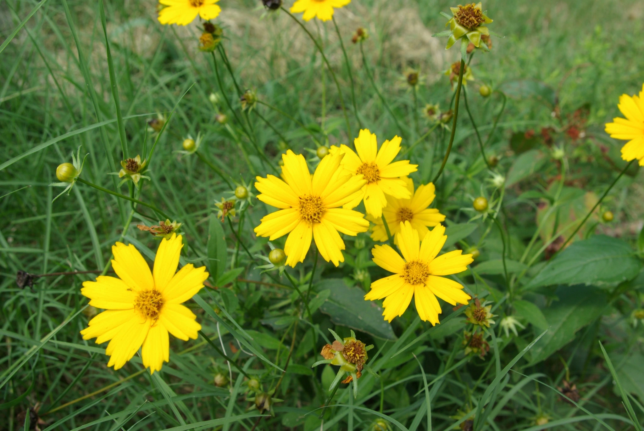 Lanceleaf Coreopsis Flowers