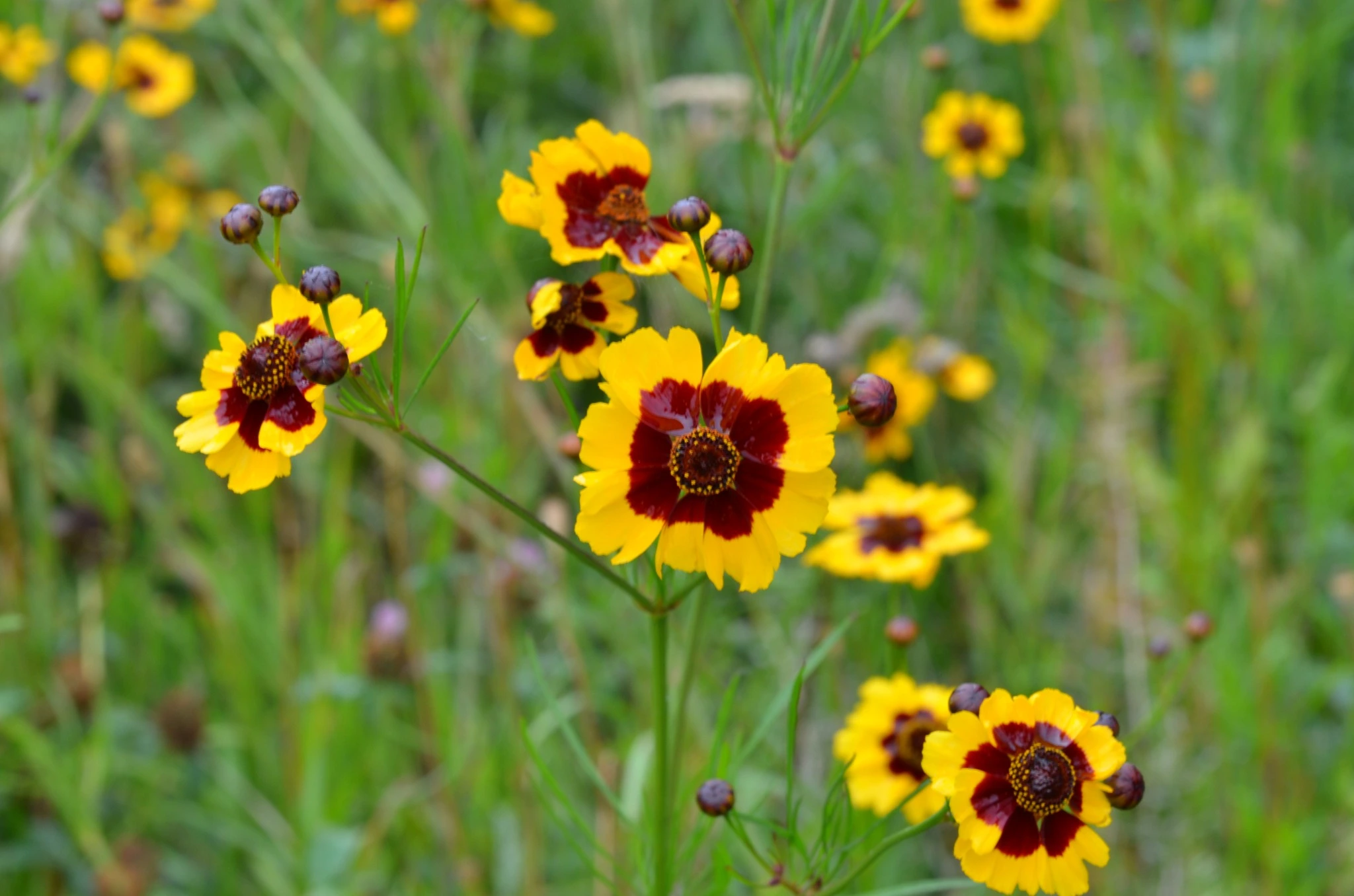 Plains Coreopsis