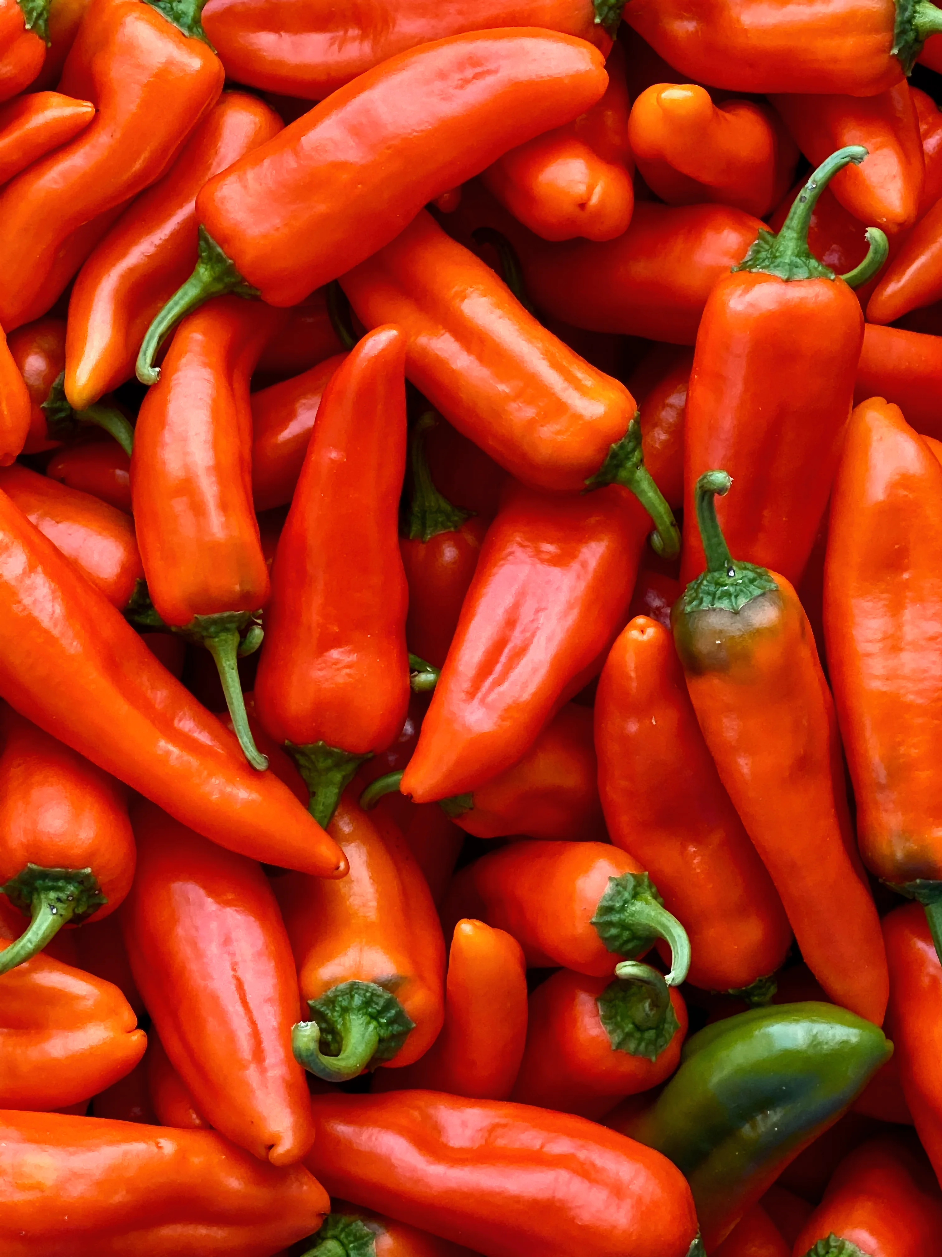 Corno di Toro Pepper