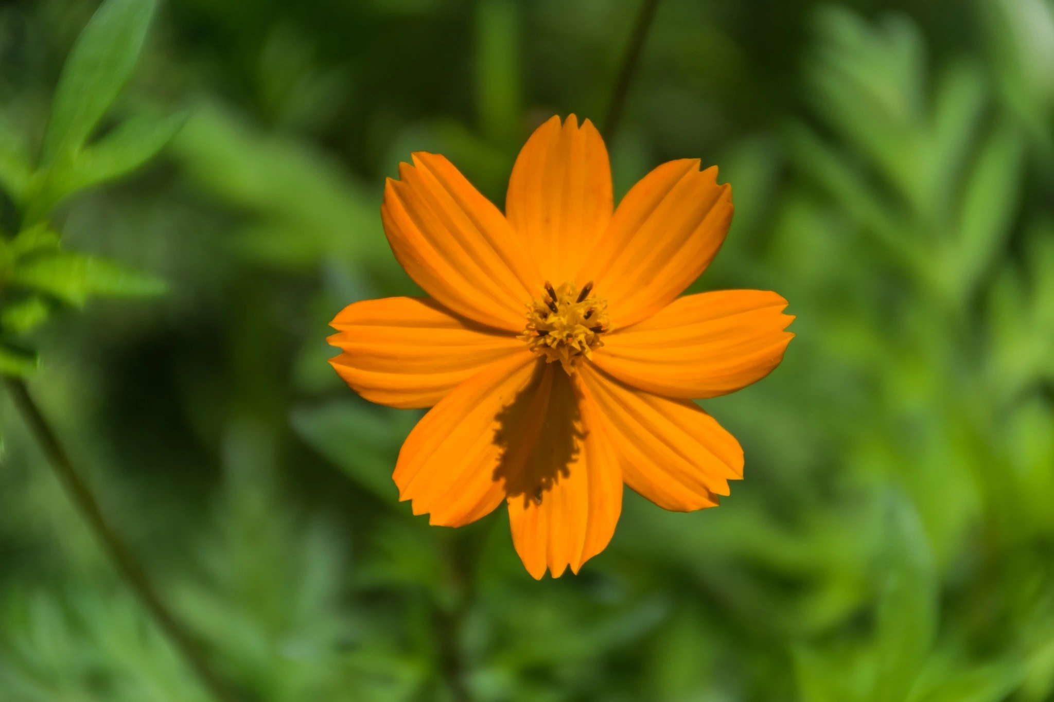 Orange Sulphur Cosmos Flowers