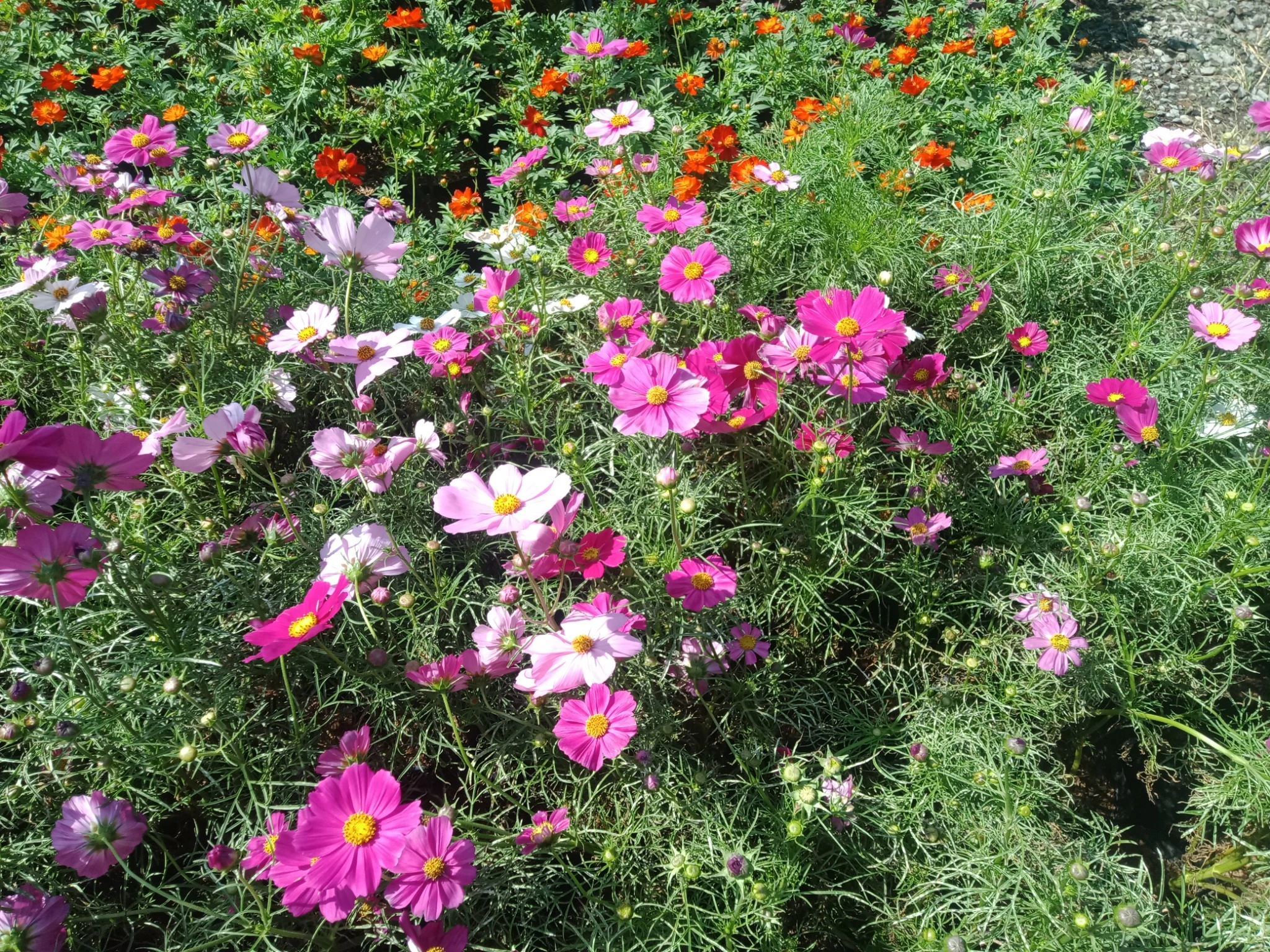 Cosmos Sensations Mix Flowers