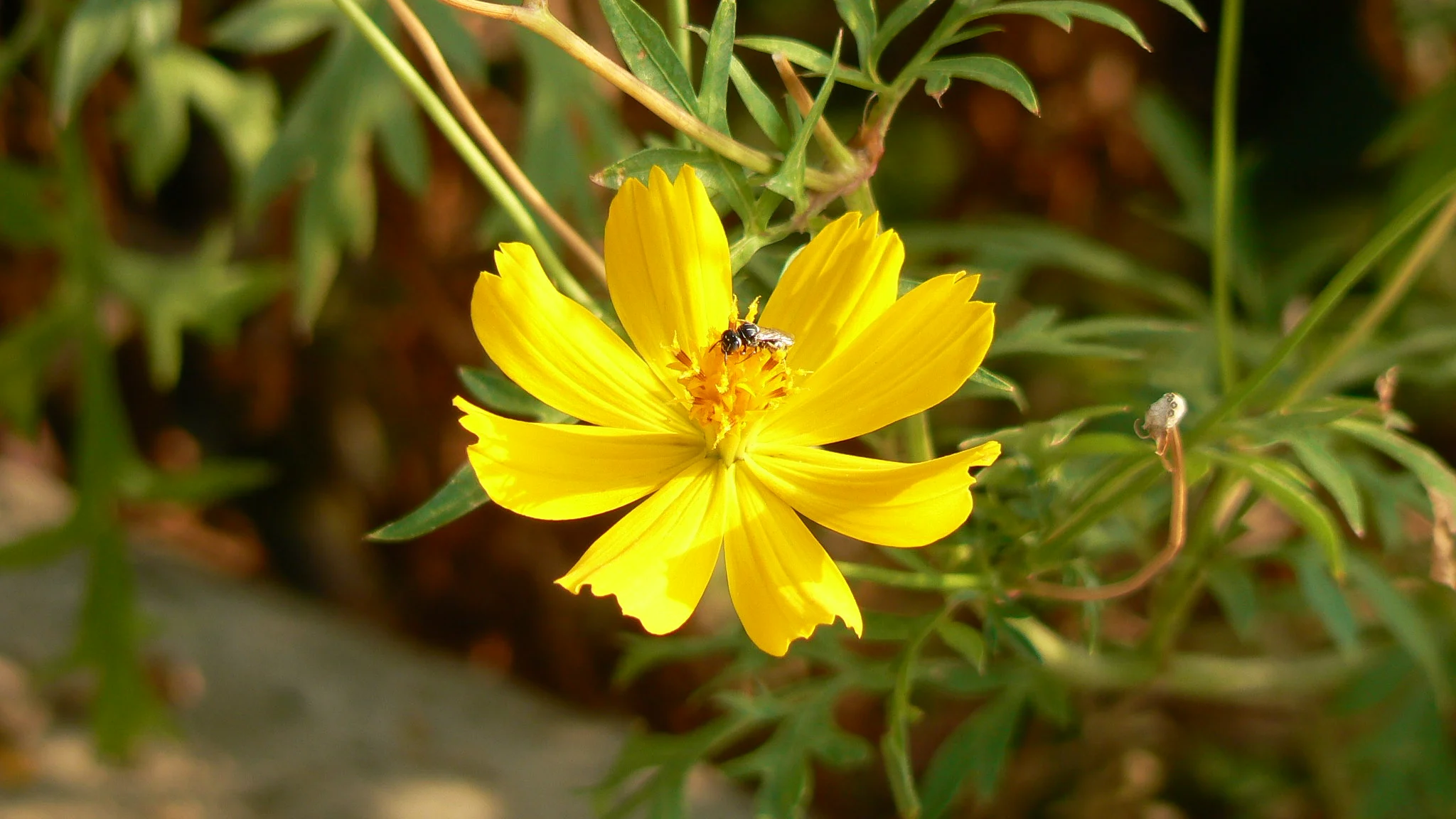 Yellow Sulphur Cosmos Flowers