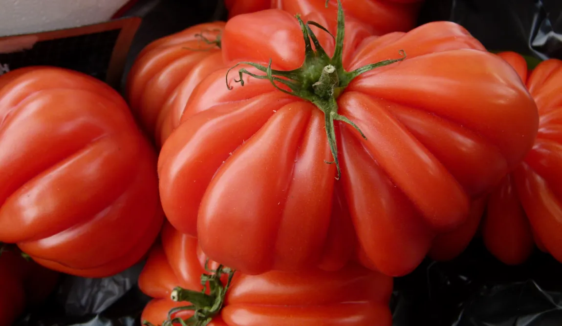 Costoluto Genovese Tomatoes
