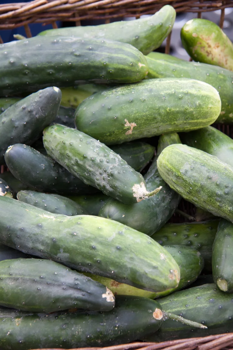County Fair Cucumbers