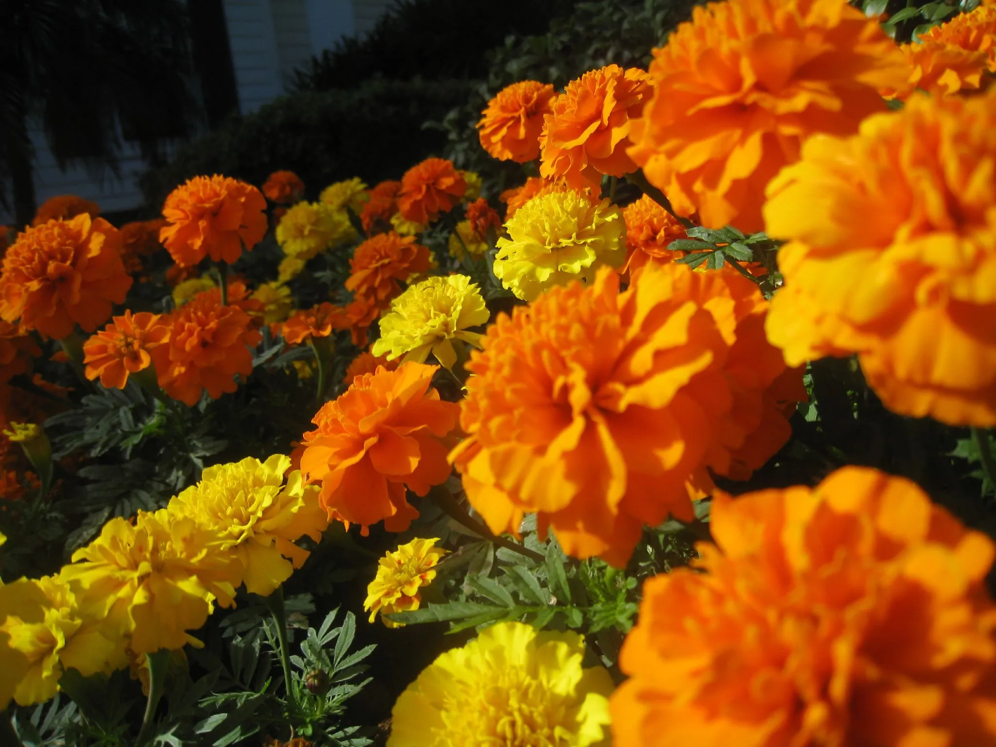 Crackerjack Mix Marigolds