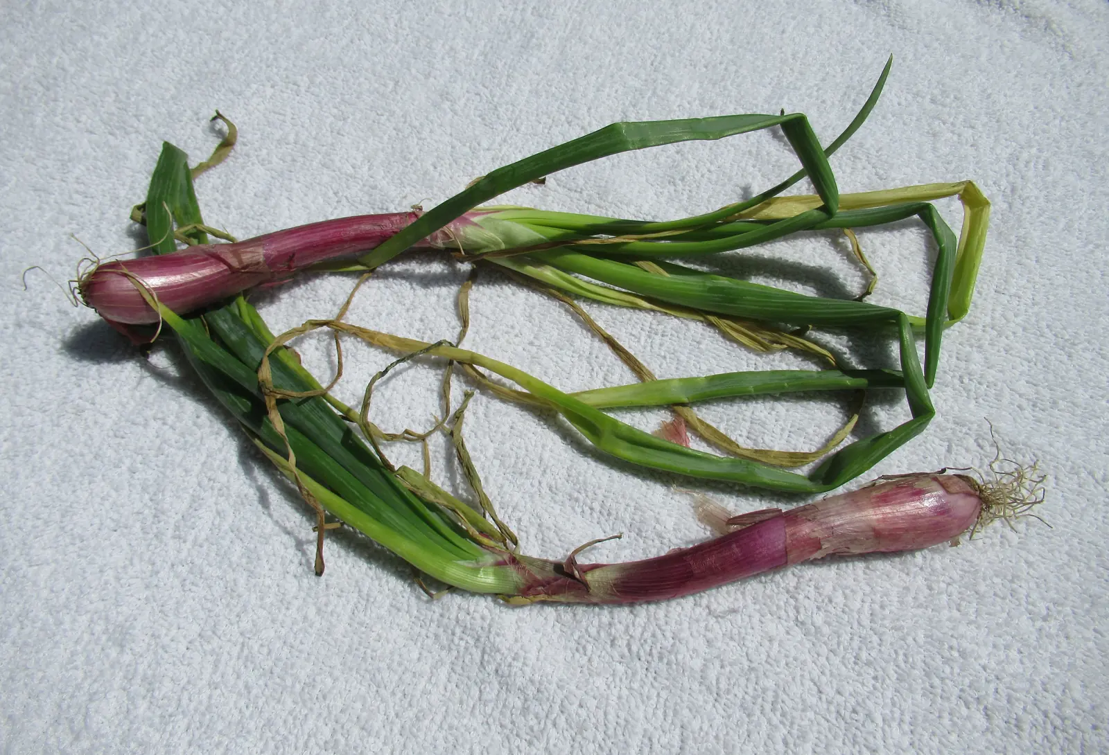 Crimson Forest Bunching Onions