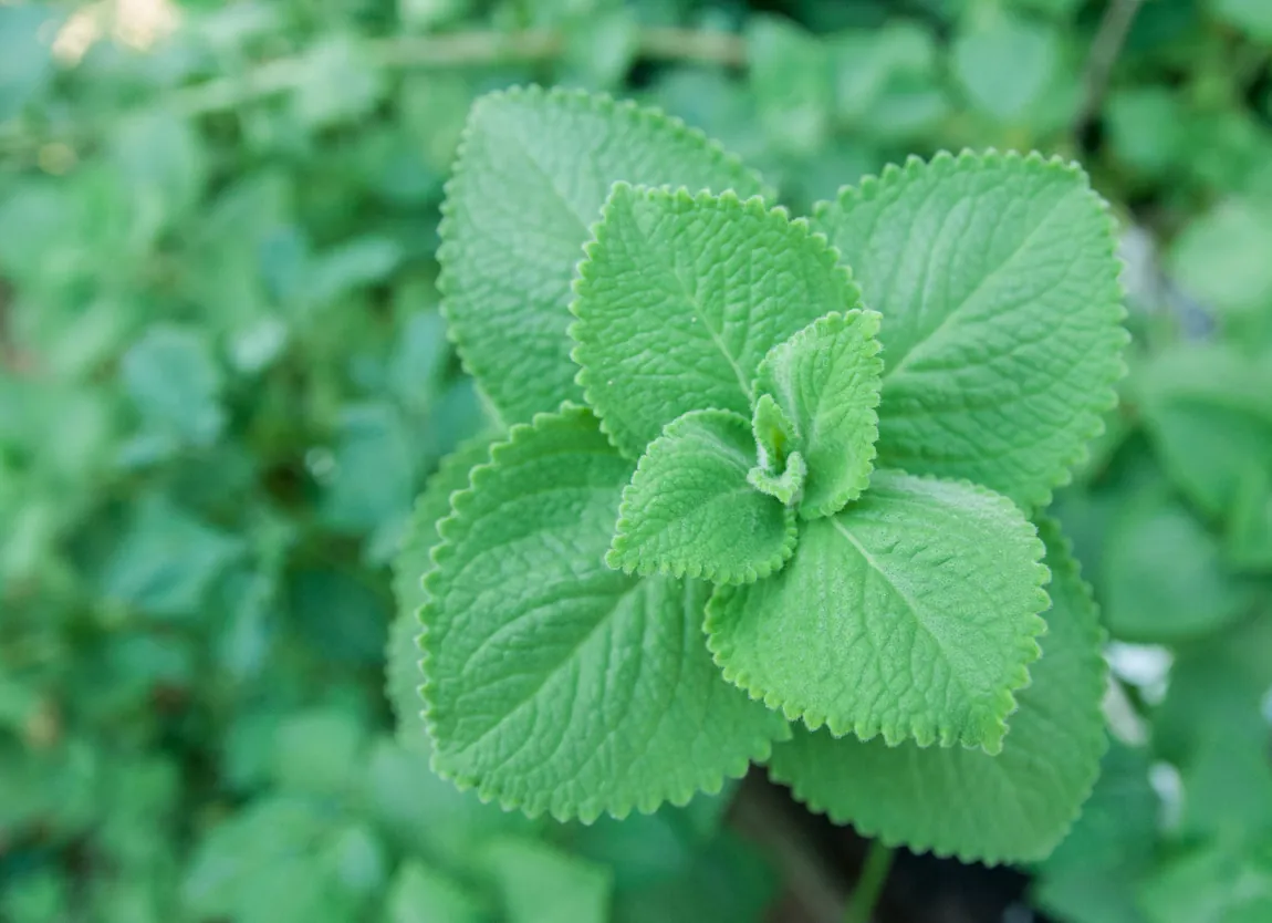Cuban Oregano