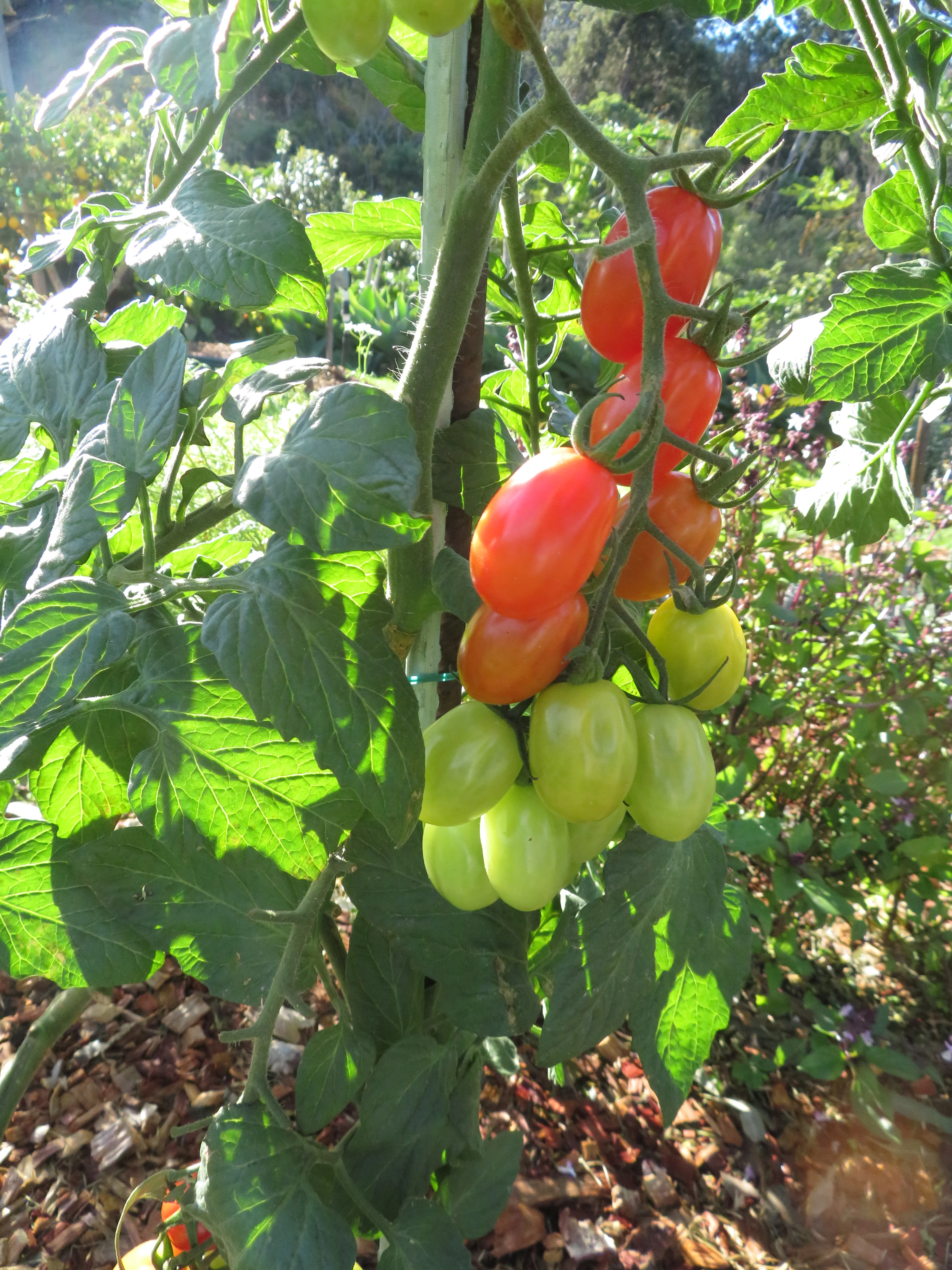 Cupid Grape Tomato
