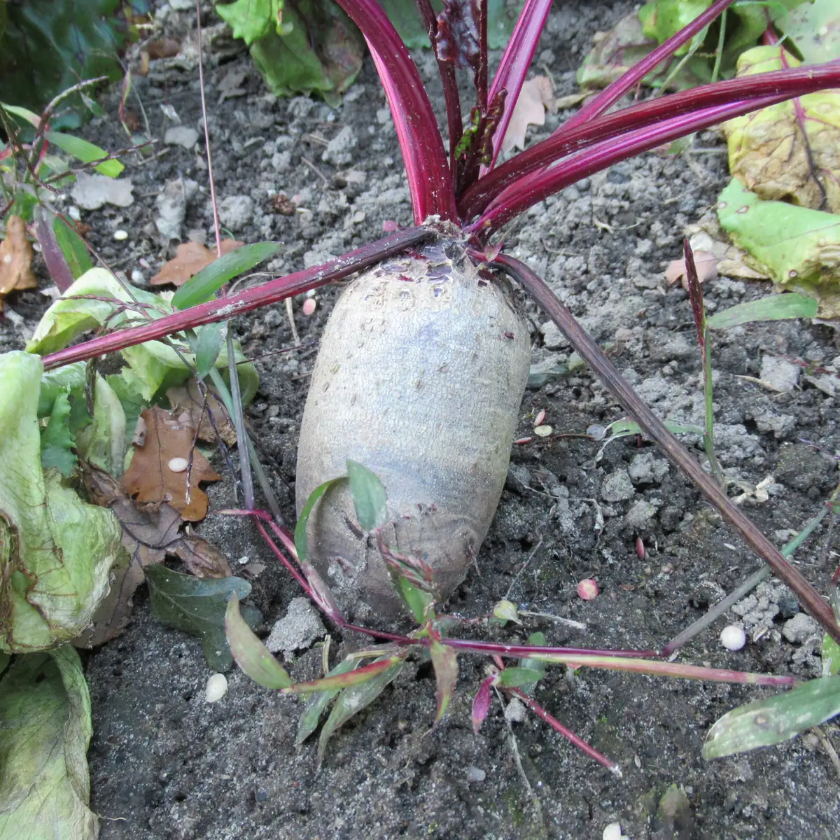 Cylindra Beets
