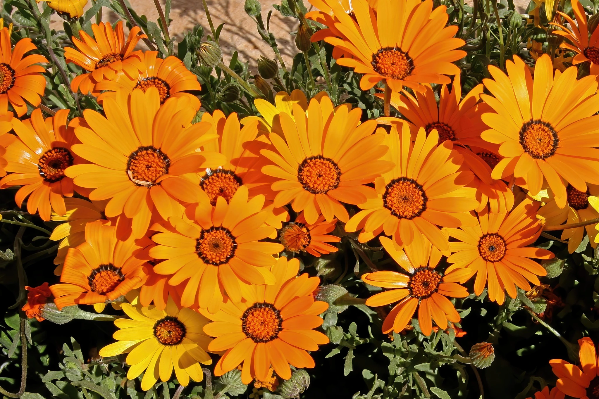 African Flake Daisy Flowers