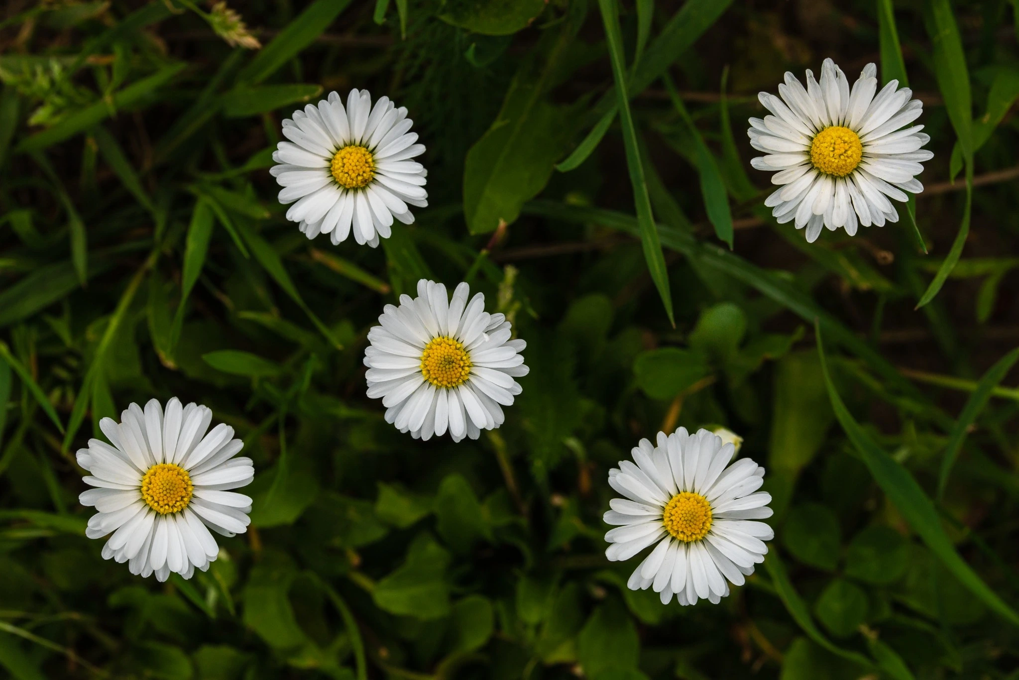 English White Daisy Flowers