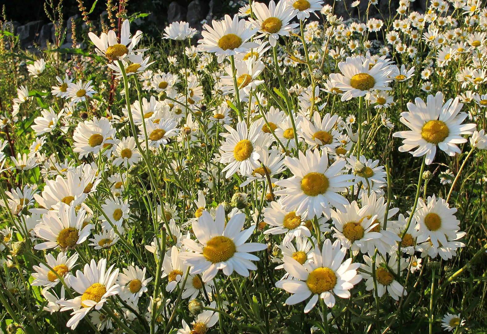 Ox-Eye Daisy Flowers