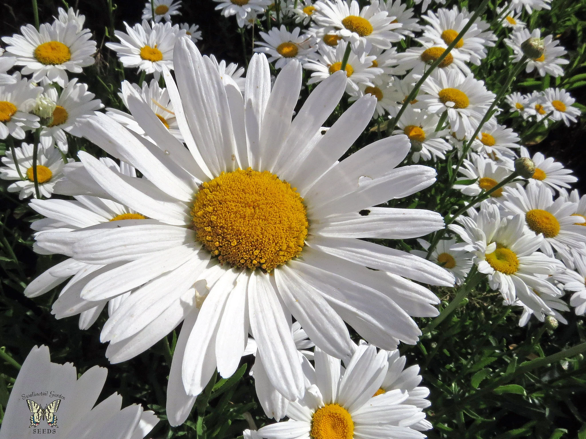 Shasta Daisy Flowers