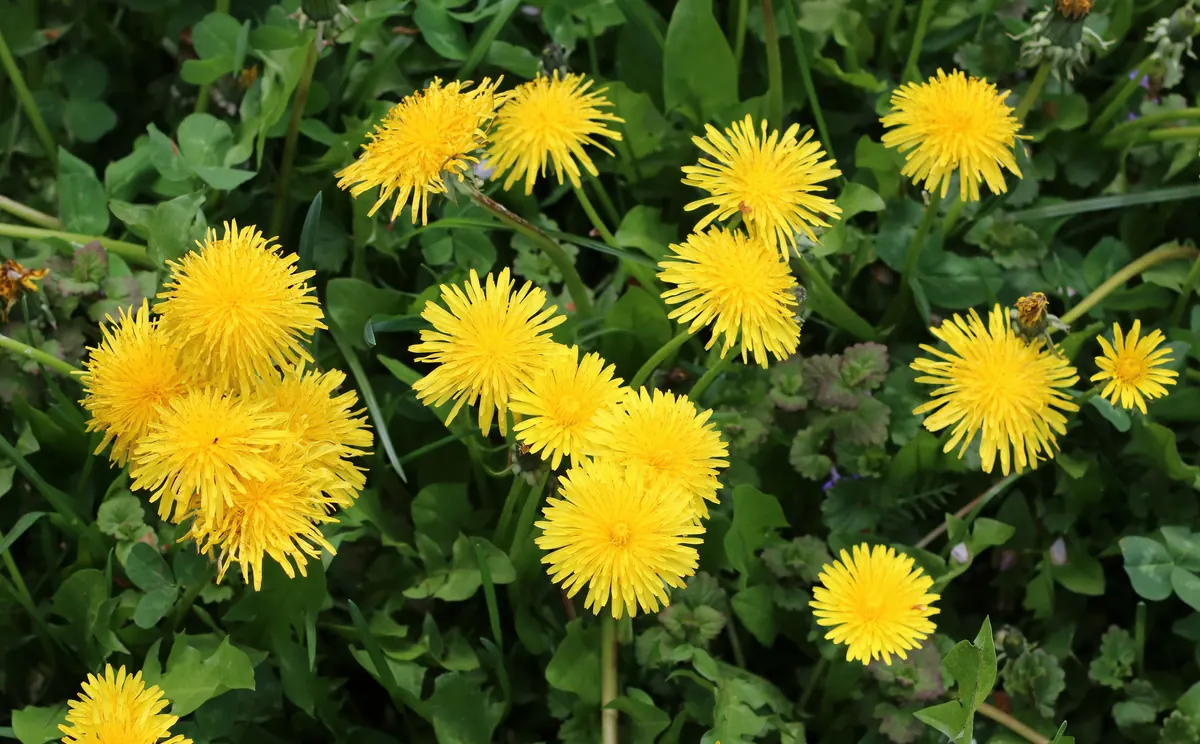 Dandelion