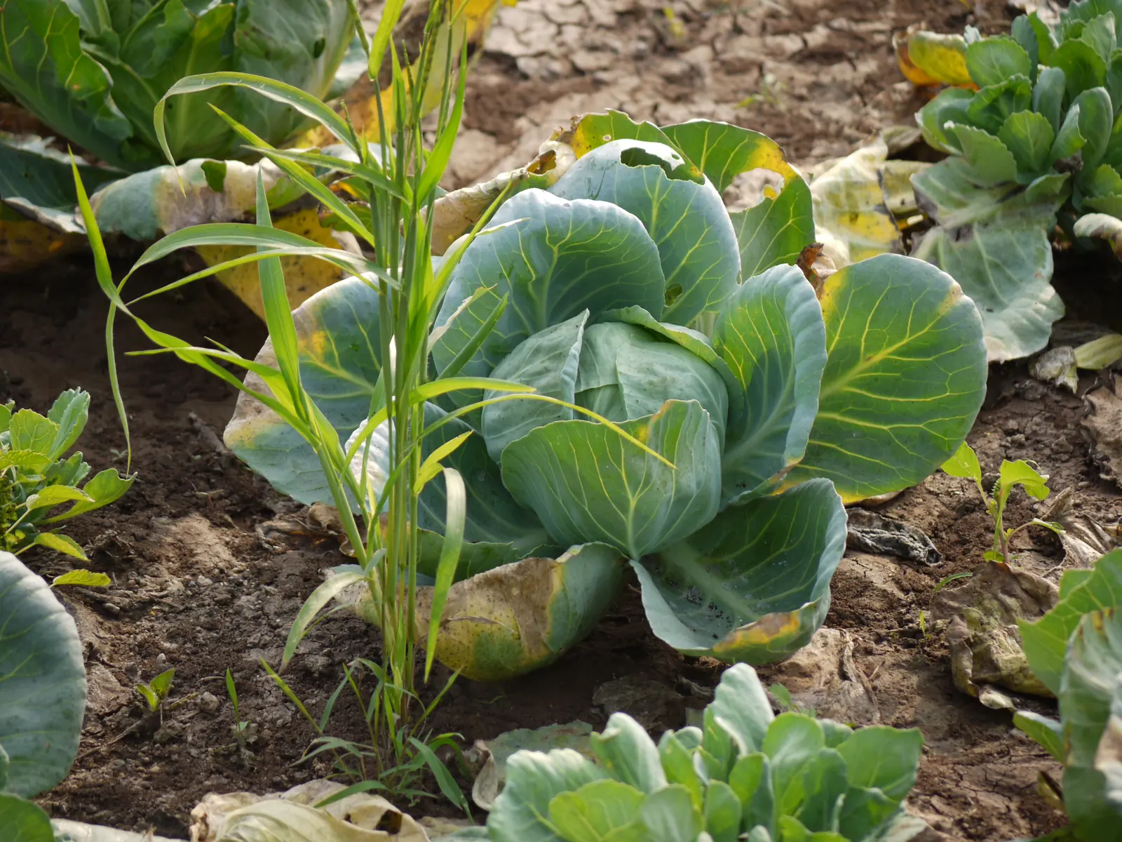 Danish Ballhead Cabbage